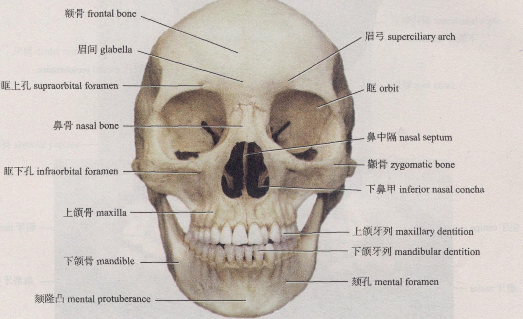 颅(前面观)-外科解剖学-医学
